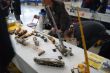 DSC03935.jpg